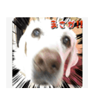 ラブラドールのたけちゃま（個別スタンプ：31）