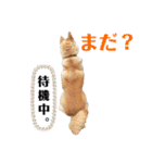 ぱるすたんぷ。（個別スタンプ：3）