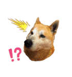 ぱるすたんぷ。（個別スタンプ：4）