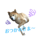 ぱるすたんぷ。（個別スタンプ：7）