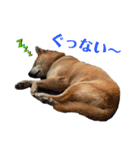 ぱるすたんぷ。（個別スタンプ：8）