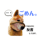ぱるすたんぷ。（個別スタンプ：9）