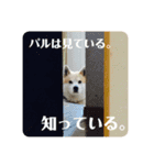 ぱるすたんぷ。（個別スタンプ：12）