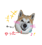 ぱるすたんぷ。（個別スタンプ：13）