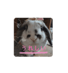 アリスうさぎ まいにち使えることば 32個（個別スタンプ：3）