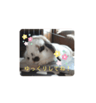アリスうさぎ まいにち使えることば 32個（個別スタンプ：4）