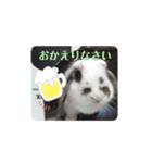 アリスうさぎ まいにち使えることば 32個（個別スタンプ：11）