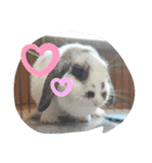 アリスうさぎ まいにち使えることば 32個（個別スタンプ：18）