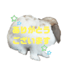 アリスうさぎ まいにち使えることば 32個（個別スタンプ：25）