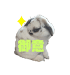 アリスうさぎ まいにち使えることば 32個（個別スタンプ：26）