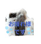アリスうさぎ まいにち使えることば 32個（個別スタンプ：27）