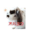 アリスうさぎ まいにち使えることば 32個（個別スタンプ：31）