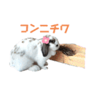 アリスうさぎ まいにち使えることば 32個（個別スタンプ：32）