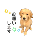 ぽん吉＆らん丸スタンプ（個別スタンプ：4）