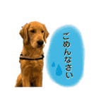 ぽん吉＆らん丸スタンプ（個別スタンプ：7）