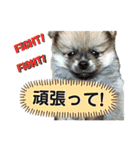 ぽん吉＆らん丸スタンプ（個別スタンプ：8）
