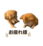 ぽん吉＆らん丸スタンプ（個別スタンプ：13）
