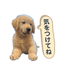 ぽん吉＆らん丸スタンプ（個別スタンプ：14）