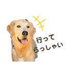 ぽん吉＆らん丸スタンプ（個別スタンプ：16）