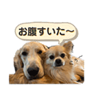 ぽん吉＆らん丸スタンプ（個別スタンプ：19）