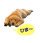 ぽん吉＆らん丸スタンプ（個別スタンプ：20）