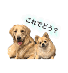 ぽん吉＆らん丸スタンプ（個別スタンプ：23）