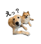 ぽん吉＆らん丸スタンプ（個別スタンプ：26）