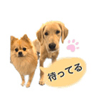 ぽん吉＆らん丸スタンプ（個別スタンプ：27）