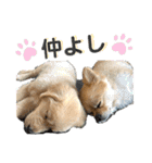 ぽん吉＆らん丸スタンプ（個別スタンプ：36）
