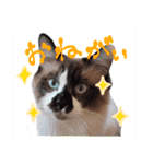あるぱかっそのねこねこすたんぷ（個別スタンプ：1）