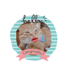 あるぱかっそのねこねこすたんぷ（個別スタンプ：2）