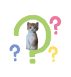 あるぱかっそのねこねこすたんぷ（個別スタンプ：3）