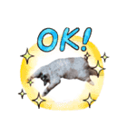 あるぱかっそのねこねこすたんぷ（個別スタンプ：4）