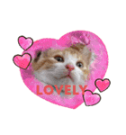 あるぱかっそのねこねこすたんぷ（個別スタンプ：7）