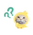 あるぱかっそのねこねこすたんぷ（個別スタンプ：11）