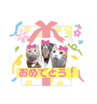 あるぱかっそのねこねこすたんぷ（個別スタンプ：12）