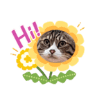 あるぱかっそのねこねこすたんぷ（個別スタンプ：13）
