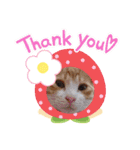 あるぱかっそのねこねこすたんぷ（個別スタンプ：15）