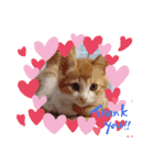 あるぱかっそのねこねこすたんぷ（個別スタンプ：16）