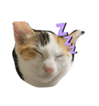 うちの猫2匹（個別スタンプ：1）