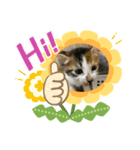 うちの猫2匹（個別スタンプ：2）