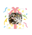 うちの猫2匹（個別スタンプ：7）