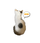 うちの猫2匹（個別スタンプ：8）