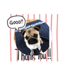 パグ犬のあんずちゃん（個別スタンプ：1）