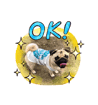 パグ犬のあんずちゃん（個別スタンプ：2）