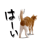 吾輩は靴下ねこである。（個別スタンプ：1）