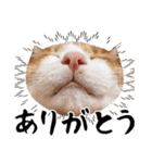 吾輩は靴下ねこである。（個別スタンプ：3）