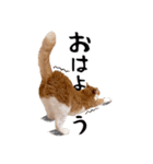 吾輩は靴下ねこである。（個別スタンプ：5）