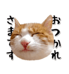 吾輩は靴下ねこである。（個別スタンプ：6）