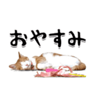 吾輩は靴下ねこである。（個別スタンプ：7）
